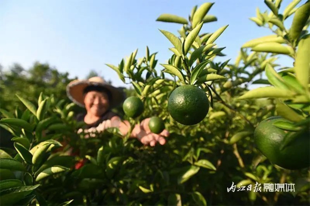 大丰收!内江这里4500余亩“小青果”迎来采摘季(图1) 1.jpg