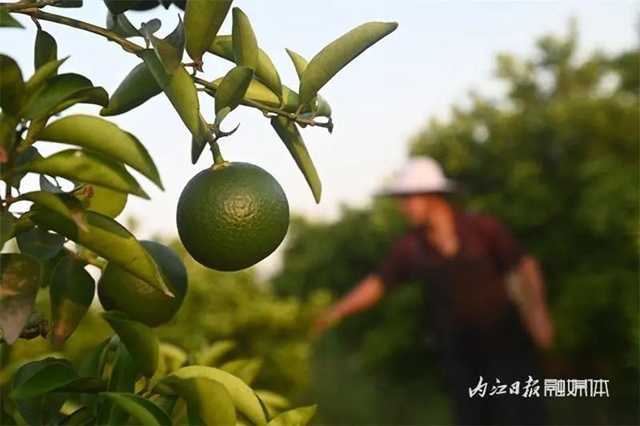 大丰收!内江这里4500余亩“小青果”迎来采摘季(图3) 3.jpg
