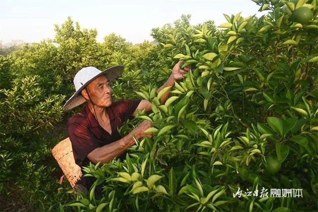 大丰收!内江这里4500余亩“小青果”迎来采摘季(图5) 5.jpg