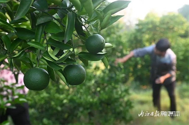 大丰收!内江这里4500余亩“小青果”迎来采摘季(图7) 7.jpg