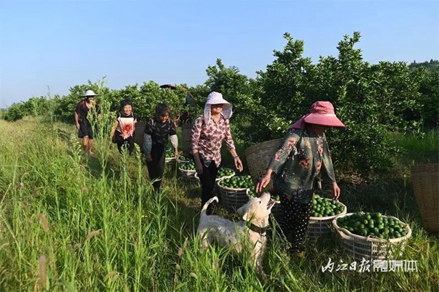 大丰收!内江这里4500余亩“小青果”迎来采摘季(图8) 8.jpg