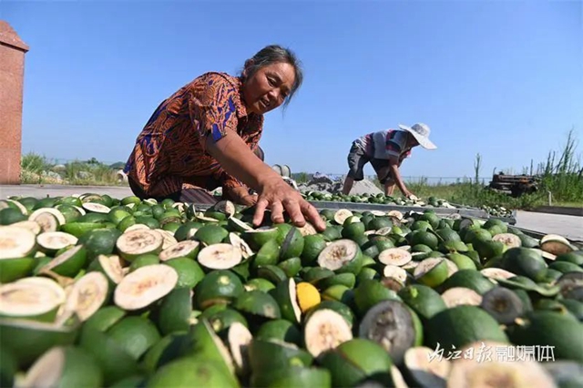 大丰收!内江这里4500余亩“小青果”迎来采摘季(图9) 9.jpg