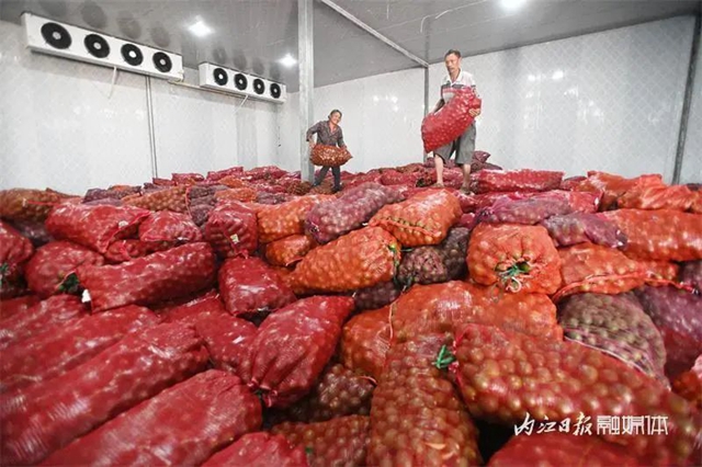 大丰收!内江这里4500余亩“小青果”迎来采摘季(图10) 10.jpg