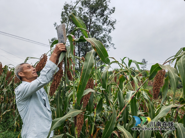 泸县:高粱现场测产亩产首次突破400公斤(图2) 收割高粱(曾佐然摄).jpg