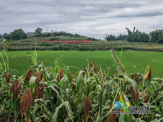 泸县:高粱现场测产亩产首次突破400公斤(图4) 潮河镇五谷寺村高粱水稻示范基地(曾佐然摄).jpg