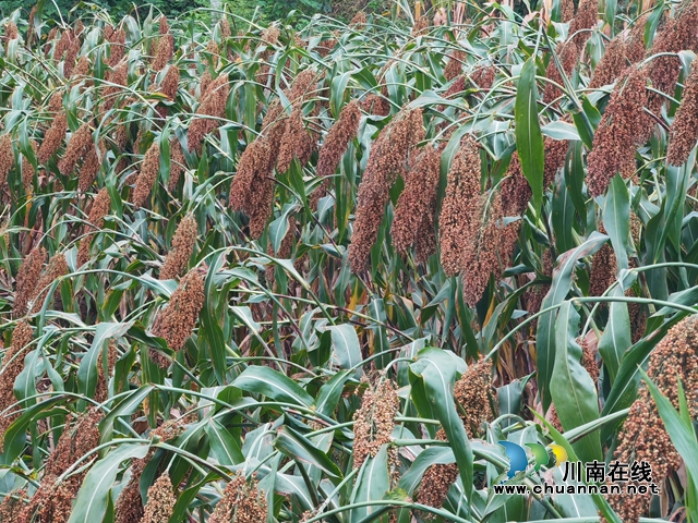 泸县:高粱现场测产亩产首次突破400公斤(图5) 长势良好的高粱(曾佐然摄).jpg