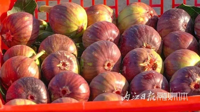 5.5万吨！内江把这种“甜果”卖到了北欧