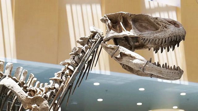 免费观展!71年前在宜宾发现的这只“恐龙”,回宜了!(图3) nEO_IMG_3.jpg