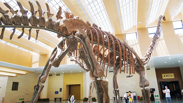 免费观展!71年前在宜宾发现的这只“恐龙”,回宜了!(图4) nEO_IMG_4.jpg