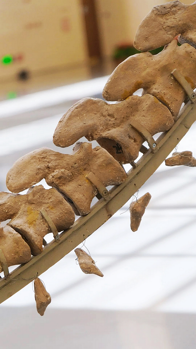 免费观展!71年前在宜宾发现的这只“恐龙”,回宜了!(图6) nEO_IMG_6.jpg