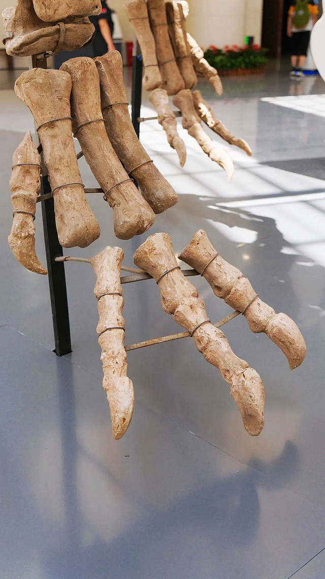 免费观展!71年前在宜宾发现的这只“恐龙”,回宜了!(图10) nEO_IMG_10.jpg