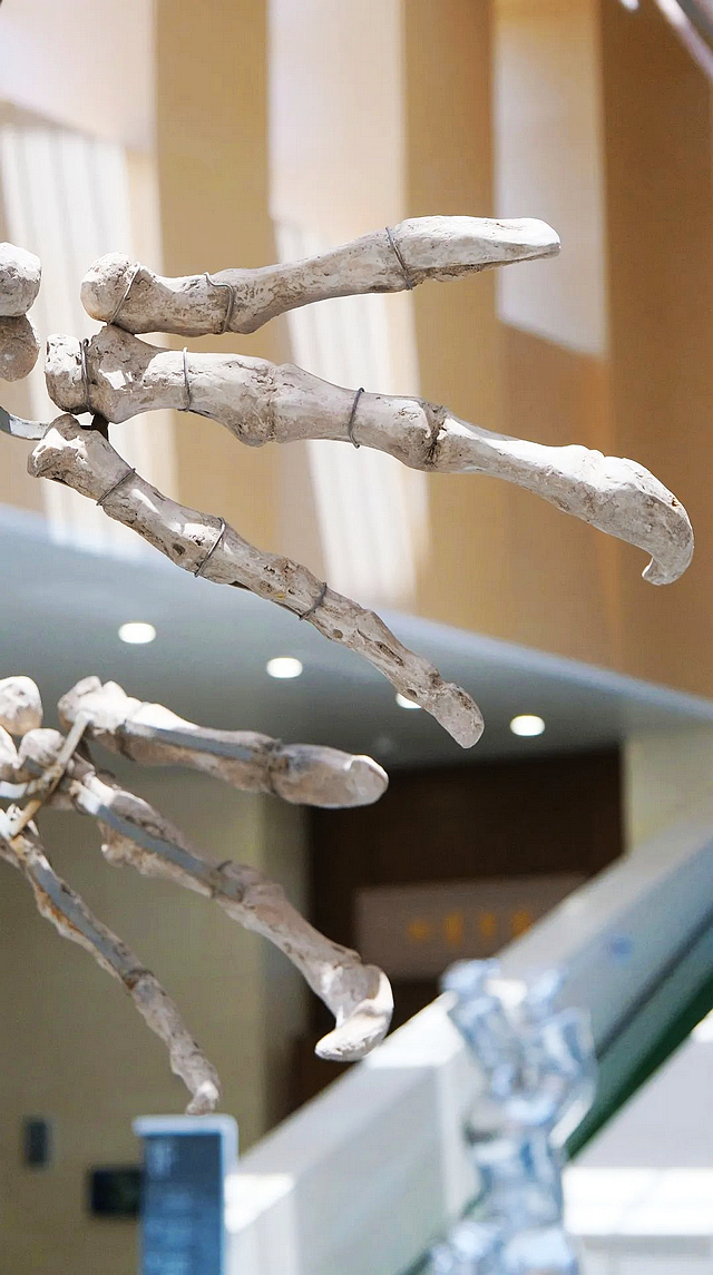 免费观展!71年前在宜宾发现的这只“恐龙”,回宜了!(图9) nEO_IMG_9.jpg