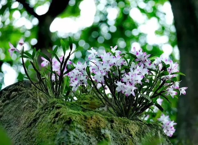 成都大运会丨泸州非遗“遇见天府市集”(图23) 23.jpg