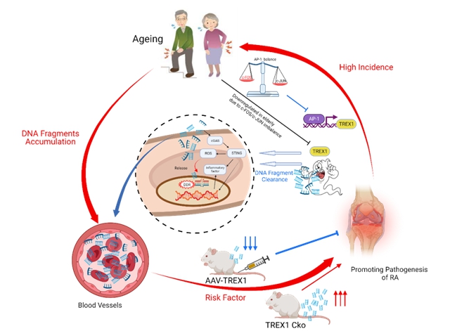 他是西南医大附院第一位在Nature Communications发表论著的青年医生(图3) 3.jpg