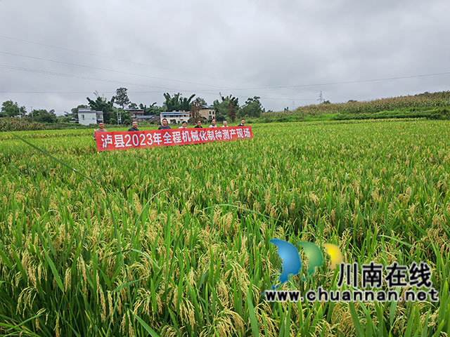 泸县水稻制种丰收（曾佐然摄）.jpg