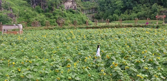 景美人少!宜宾这片向日葵开花了!位置……(图1) 1.jpg