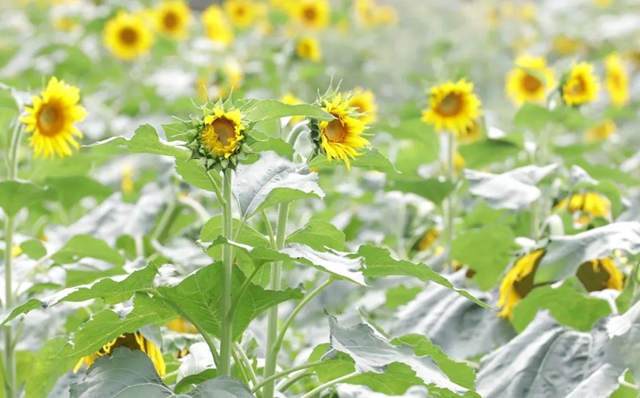 景美人少!宜宾这片向日葵开花了!位置……(图2) 2.jpg