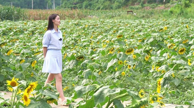 景美人少!宜宾这片向日葵开花了!位置……(图5) 5.jpg