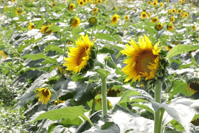 景美人少!宜宾这片向日葵开花了!位置……(图3) 3.jpg