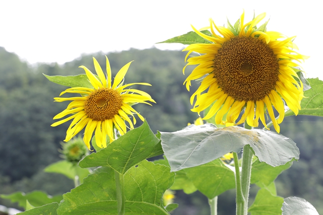 景美人少!宜宾这片向日葵开花了!位置……(图4) 4.jpg