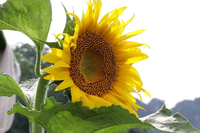 景美人少!宜宾这片向日葵开花了!位置……(图7) 7.jpg