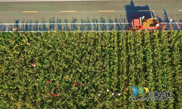 合江:万亩高粱红,农民丰收忙(图4) 8.jpg