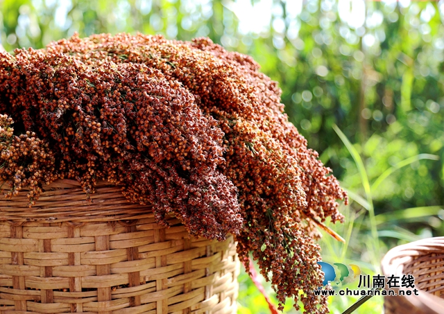 合江:万亩高粱红,农民丰收忙(图8) 6.jpg