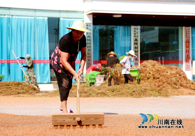 合江:万亩高粱红,农民丰收忙(图10) 10.jpg