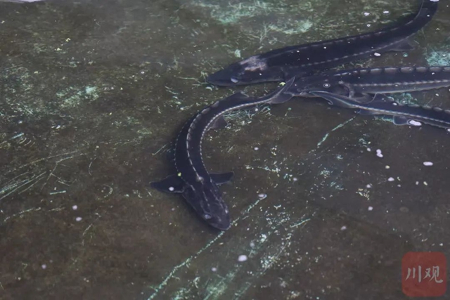 加大长江鲟等珍稀鱼类保护力度，两基地在长宁成立