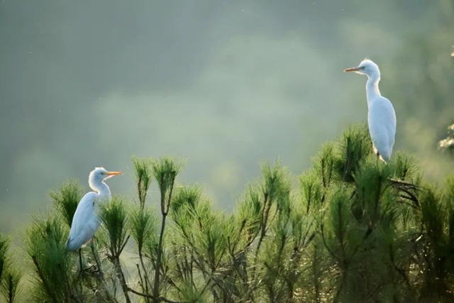 宜宾版《向云端》,遇见云淡风轻与自由简单(图12) 640 (11).jpg
