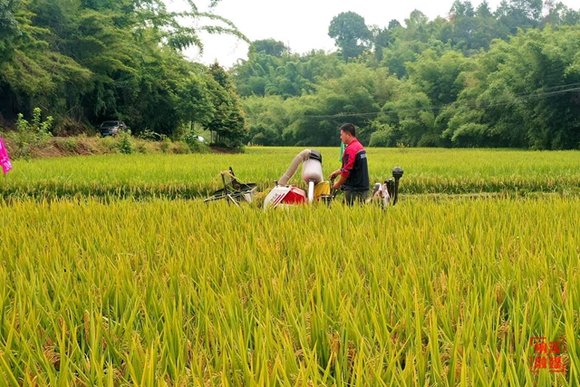 纳溪:水稻开镰迎丰收(图2) 水稻2.jpg