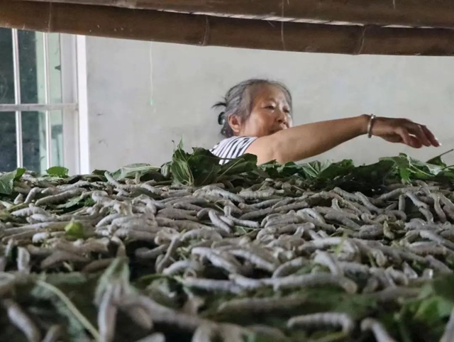 680万公斤，收入3亿元！宜宾高县这个产业迎丰收！