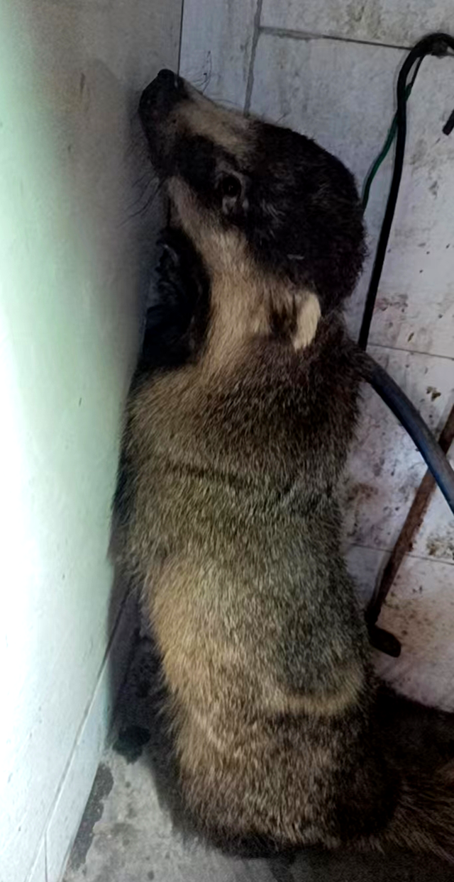 一只保护动物闯进古蔺农户家!脸似狐、嘴似猪、花白面、灰褐毛……(图1) 狐狸1.png