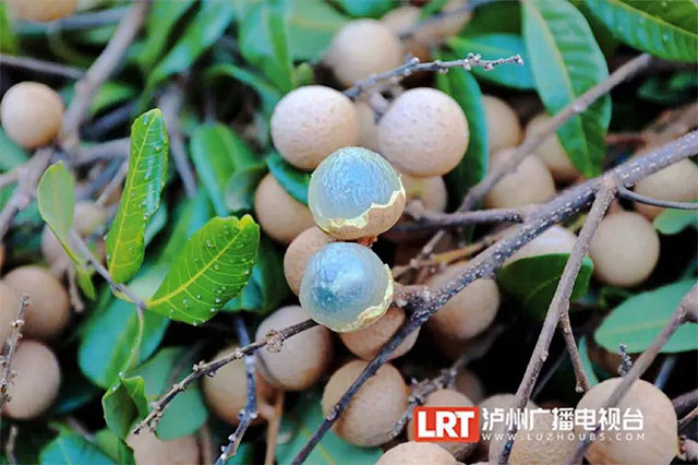 今年泸州桂圆增产 本月下旬全面上市