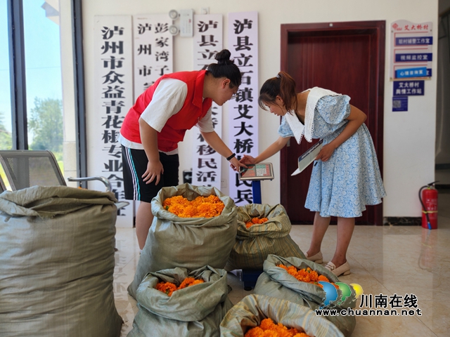 泸县立石镇:万寿菊“金艳”盛放 花海里“丰”景独好(图4) 图为志愿者帮忙采摘(刘璐摄).jpg