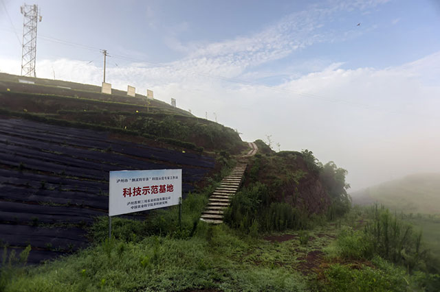 重磅丨纳溪“三川那红”茶叶荣获全国“四星名茶”品质评价!(图7) 7.jpg