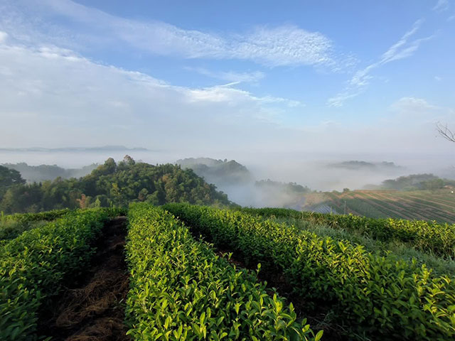 重磅丨纳溪“三川那红”茶叶荣获全国“四星名茶”品质评价!(图8) 8.jpg