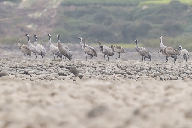 这份属于宜宾的绿色画卷 请查收!(图5) 5.jpg