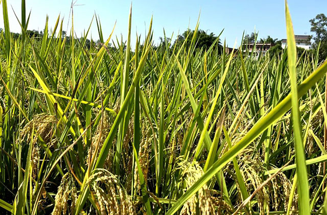 泸州福欣医院丨扶弱助残显担当,春种秋收为“农”忙!(图4) 4.jpg