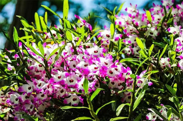 酒城名中医话康养 | “酒城九味”之金钗石斛(图2) 2.jpg