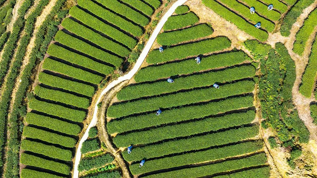 喜报！自贡市荣县又有两镇获新荣誉