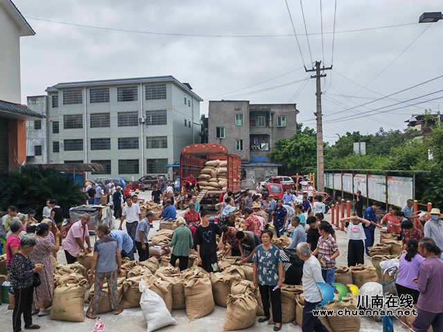 泸县：带状种植效益好，高粱大豆双丰收！