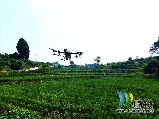 泸县立石镇：现代科技来帮忙，再生稻旺盛生长