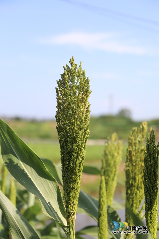 龙马潭区：聚焦农业发展 推动乡村振兴