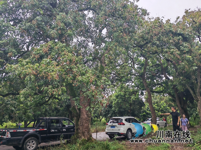 泸县：龙眼龙虾双丰收，喜迎八方宾客