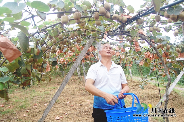 纳溪区白节镇兴桥村：种猕猴桃+养猪 生态种养增收多