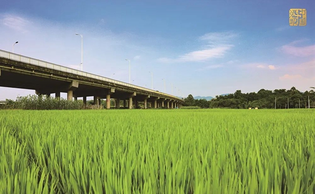 获评优秀！泸县、古蔺县共获奖励1200万元