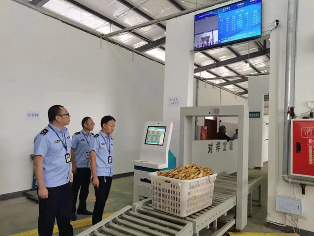 泸州：严把烟叶收购计量关 守好烟农“钱袋子”