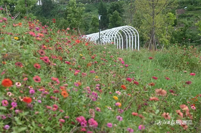 爱情迷宫+浪漫花海,内江这个湿地公园太“甜”了(图2) 2.jpg