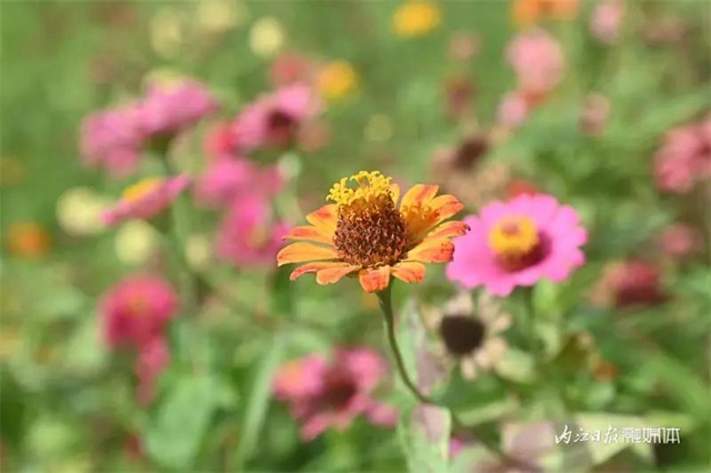 爱情迷宫+浪漫花海,内江这个湿地公园太“甜”了(图14) 14.jpg